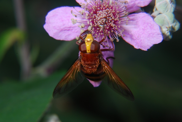 Volucella zonaria F (Syrphidae)